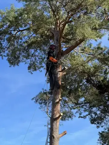 abattage à Blois - image 2