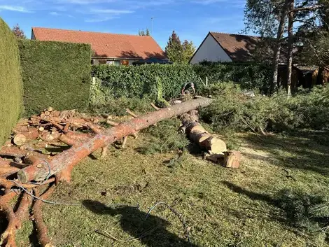 abattage à Mur-de-Sologne - image 4