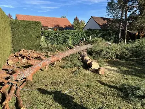 abattage à Saint-Avertin - image 2