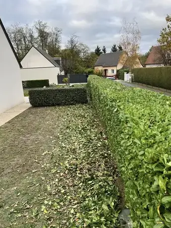 abattage à Saint-Avertin - image 3