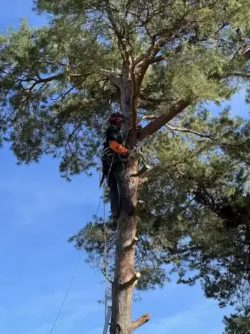 abattage à Saint-Avertin - image 4