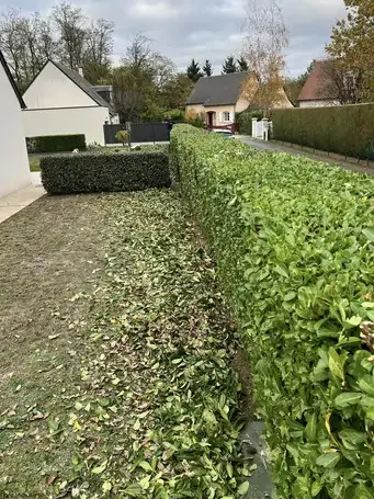abattage Saint-Cyr-sur-Loire-1