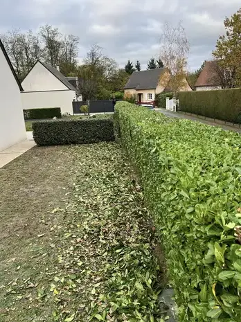 abattage à Tour-en-Sologne - image 3