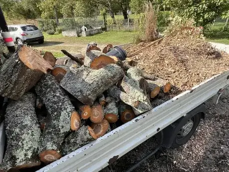 abattage à Tours - image 2