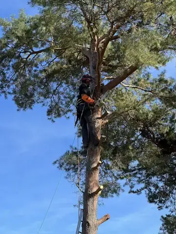 déssouchage arbre La Chaussée-Saint-Victor-1