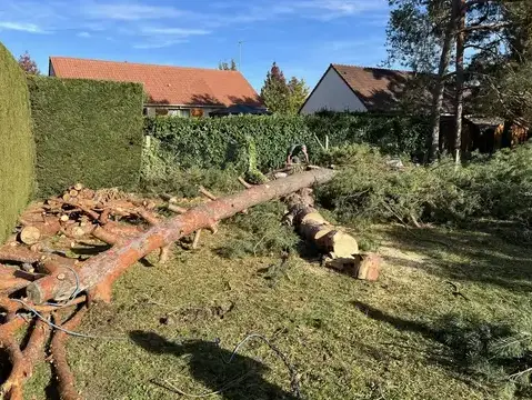 déssouchage arbre à La Chaussée-Saint-Victor - image 2