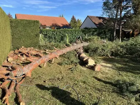 déssouchage arbre à Le Controis-en-Sologne - image 2