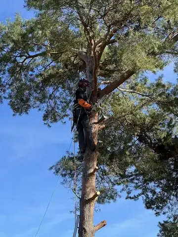 déssouchage arbre Le Controis-en-Sologne-5