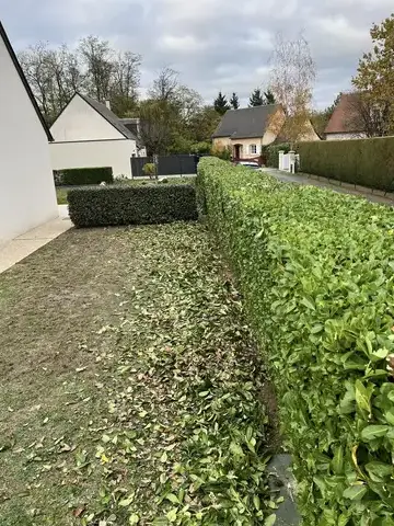 déssouchage arbre à Mur-de-Sologne - image 2
