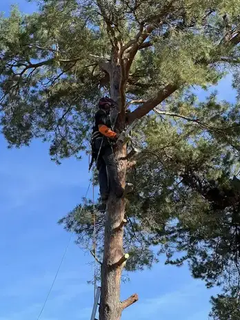déssouchage arbre à Notre-Dame-d'Oé - image 3