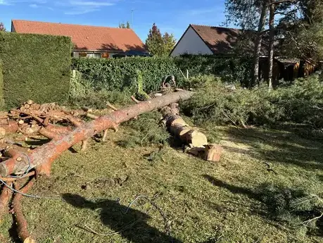 déssouchage arbre Notre-Dame-d'Oé-5