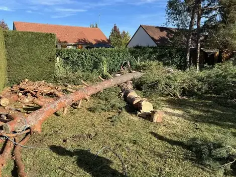 déssouchage arbre Tour-en-Sologne-1