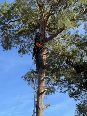 déssouchage arbre à Tour-en-Sologne - image 3