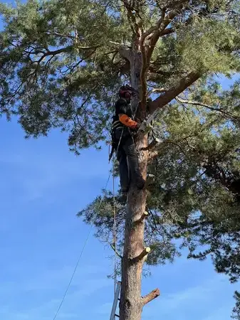 déssouchage arbre à Tours - image 4