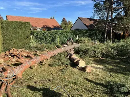 élagage à Blois - image 3
