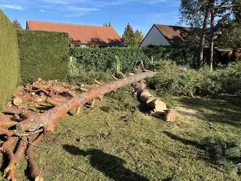 élagage à Le Controis-en-Sologne - image 2