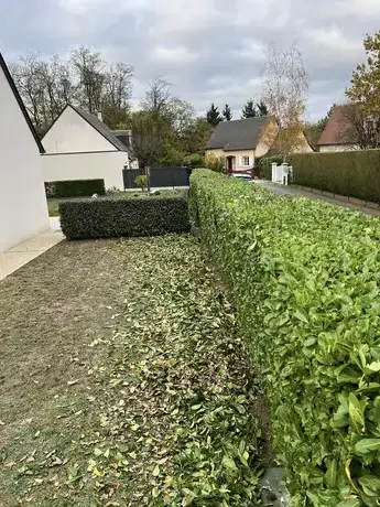 élagage à Mur-de-Sologne - image 2