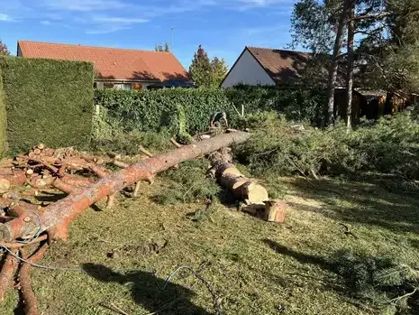 élagage à Saint-Avertin - image 2