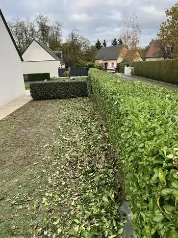 élagage à Saint-Avertin - image 3