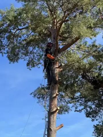 élagage Saint-Avertin-5