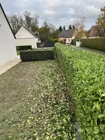 élagage à Tour-en-Sologne - image 3