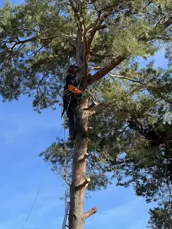 élagage à Tours - image 2