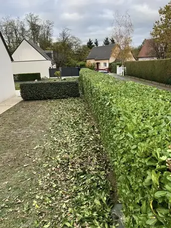 élagage à Tours - image 3