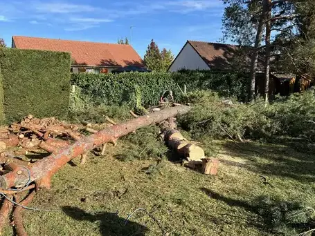 élagage à Tours - image 4