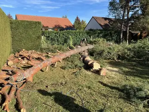 élagage à Veigné - image 4