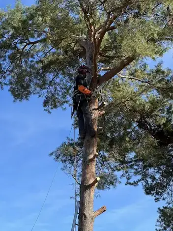 entretien jardin à Blois - image 3
