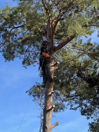 entretien jardin à Saint-Avertin - image 2