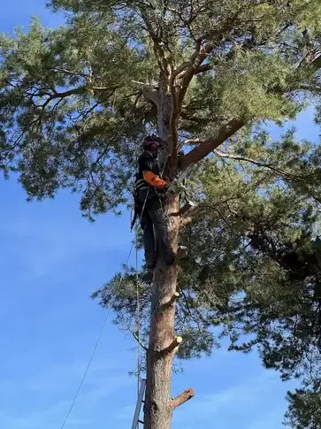 entretien jardin à Tours - image 4
