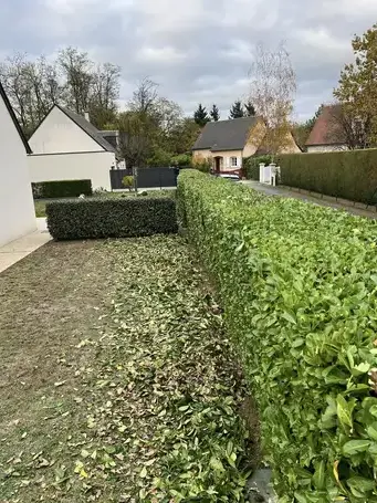 taille de haies Le Controis-en-Sologne-1