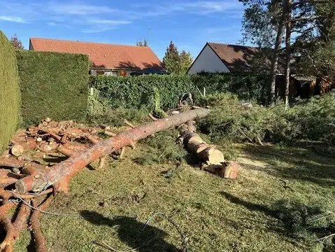 taille de haies à Le Controis-en-Sologne - image 4