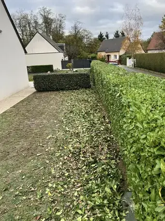 taille de haies Saint-Cyr-sur-Loire-1